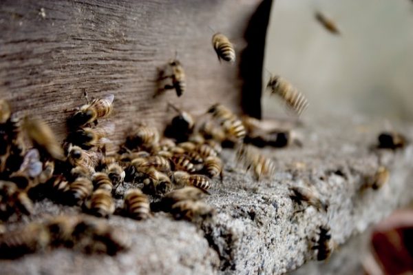 Einige Bienen tümmeln sich auf einer Stelle