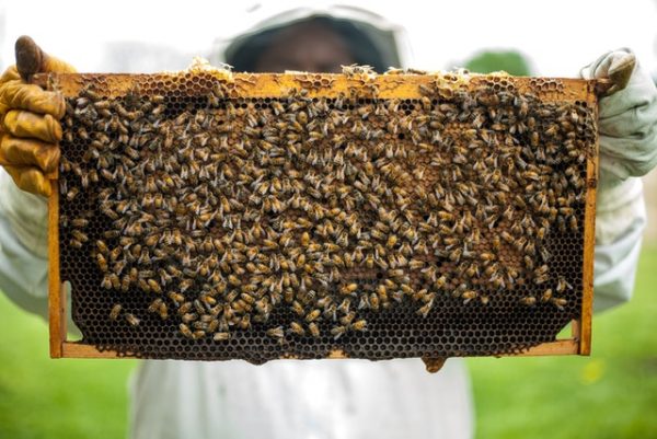 Ein Imker hält ein Gitter in der Hand, welches von den Bienen mit Waben und Honig gefüllt wurde