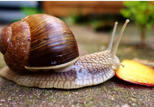 snail repair